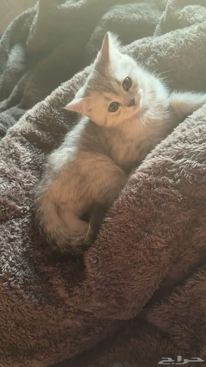 قط سكوتش فولد للبيع 400 ريال 4