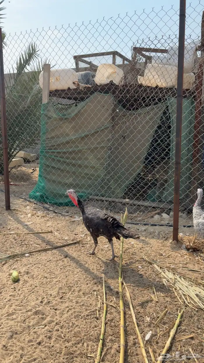 طقم دجاج رومي 0