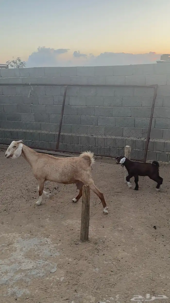 معزا متابيع 4