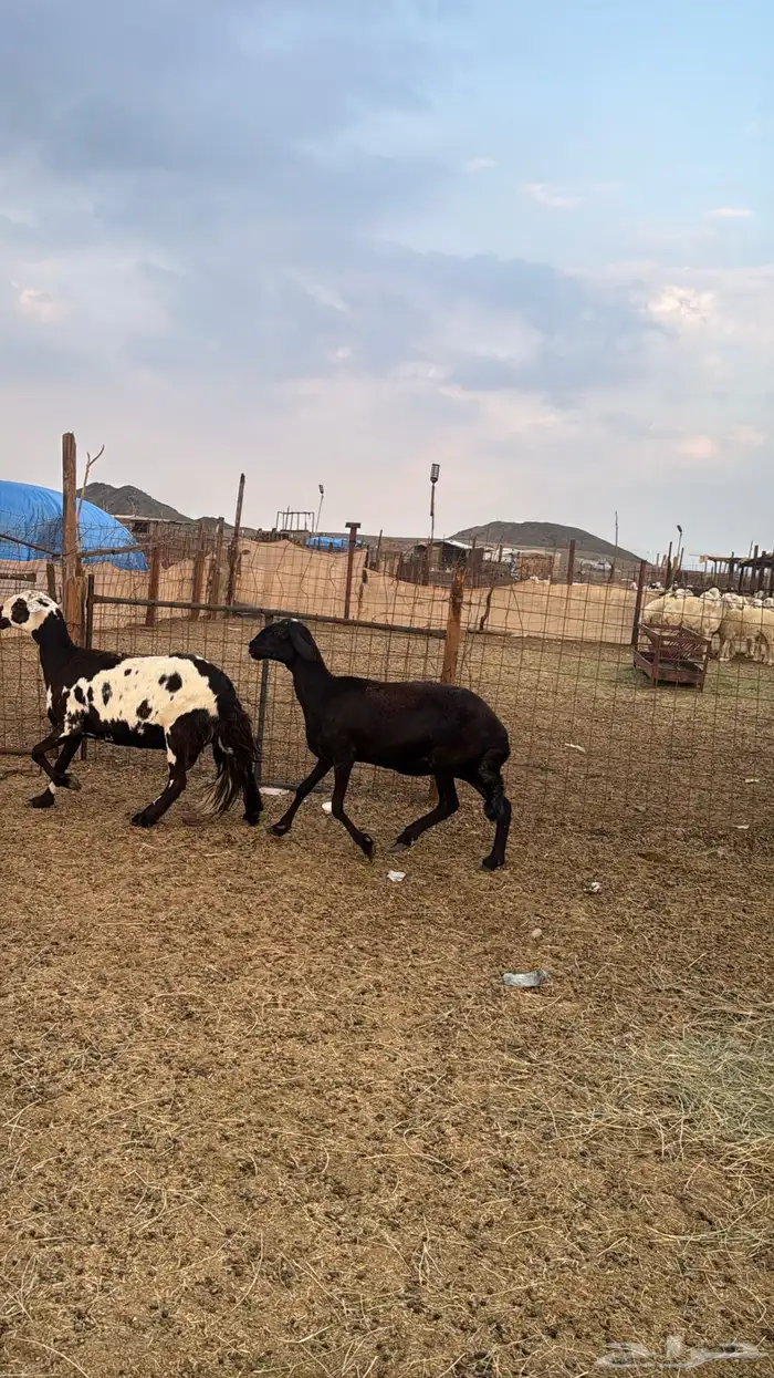 للبيع 2 سواكن دفيع 2