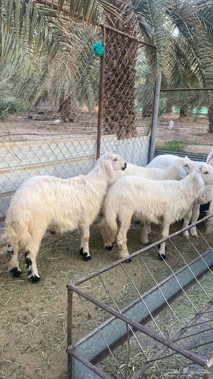 خرفان صفر بلديات 1