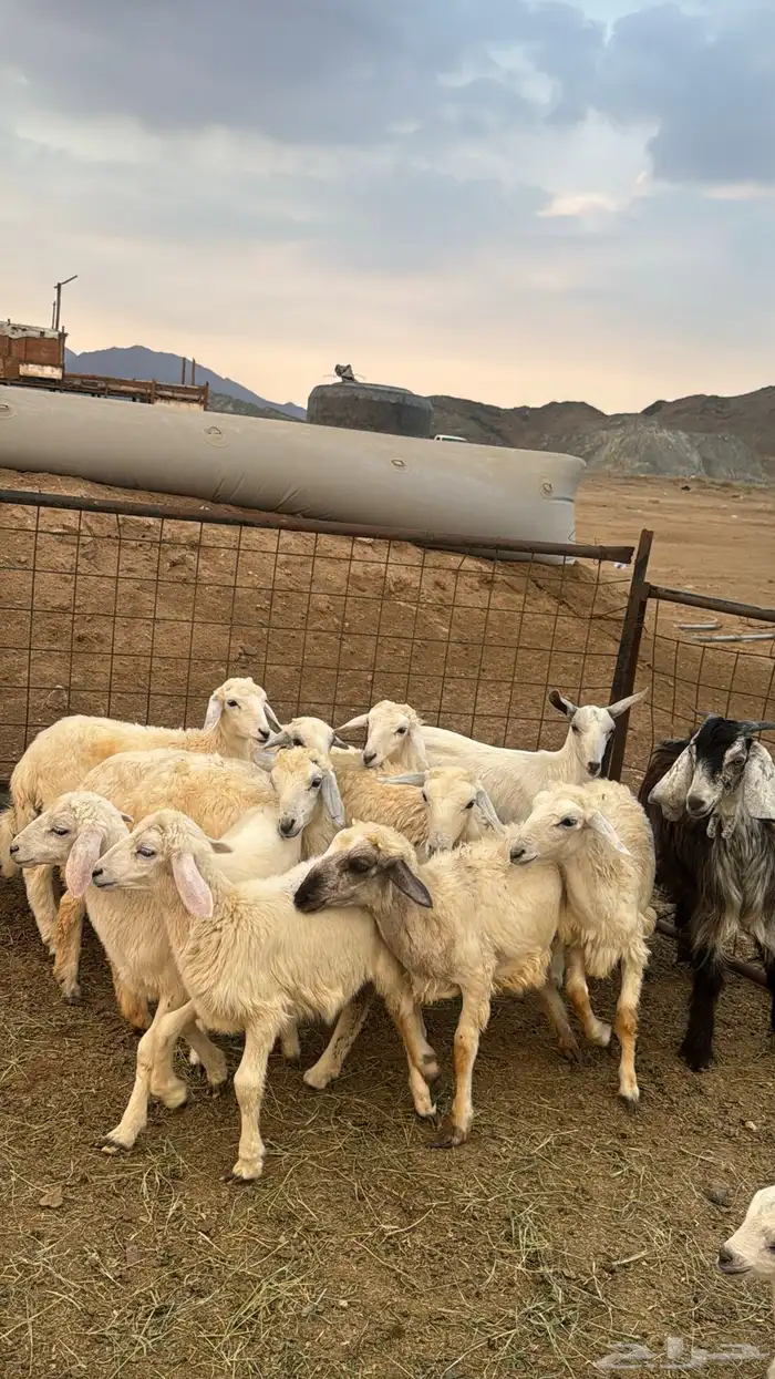 للبيع بهم حريات 9 روس ترييه من 720ريال 13