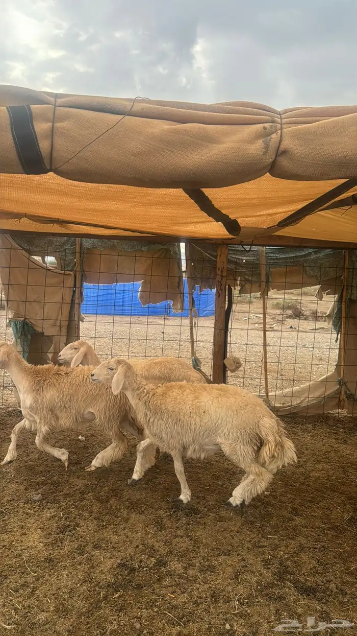 للبيع رخال صنف 9 روس بي فحلها حرش مضاريع 10