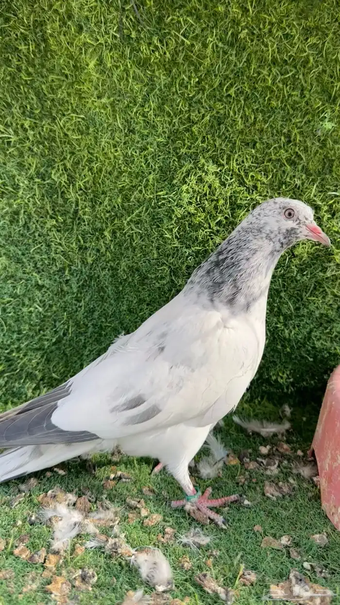 تيدي جونسرا TOB 4