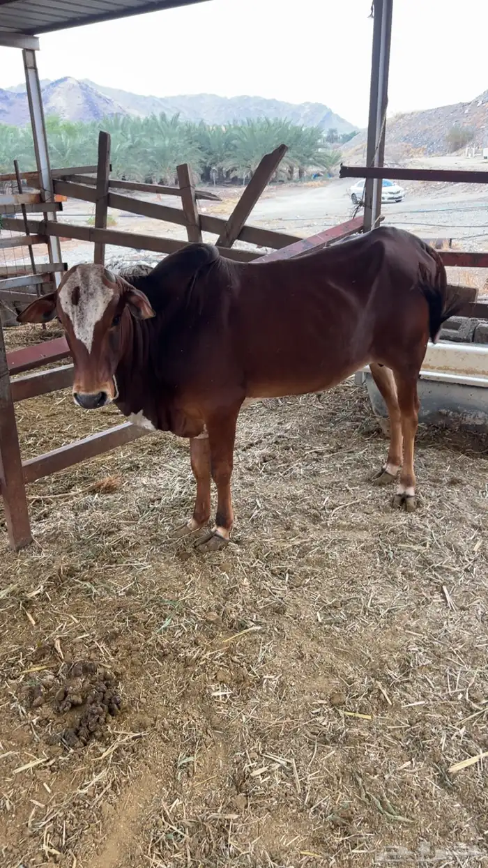 حسيل بلدي للبيع العمر 10شهور البيع على السوم 2