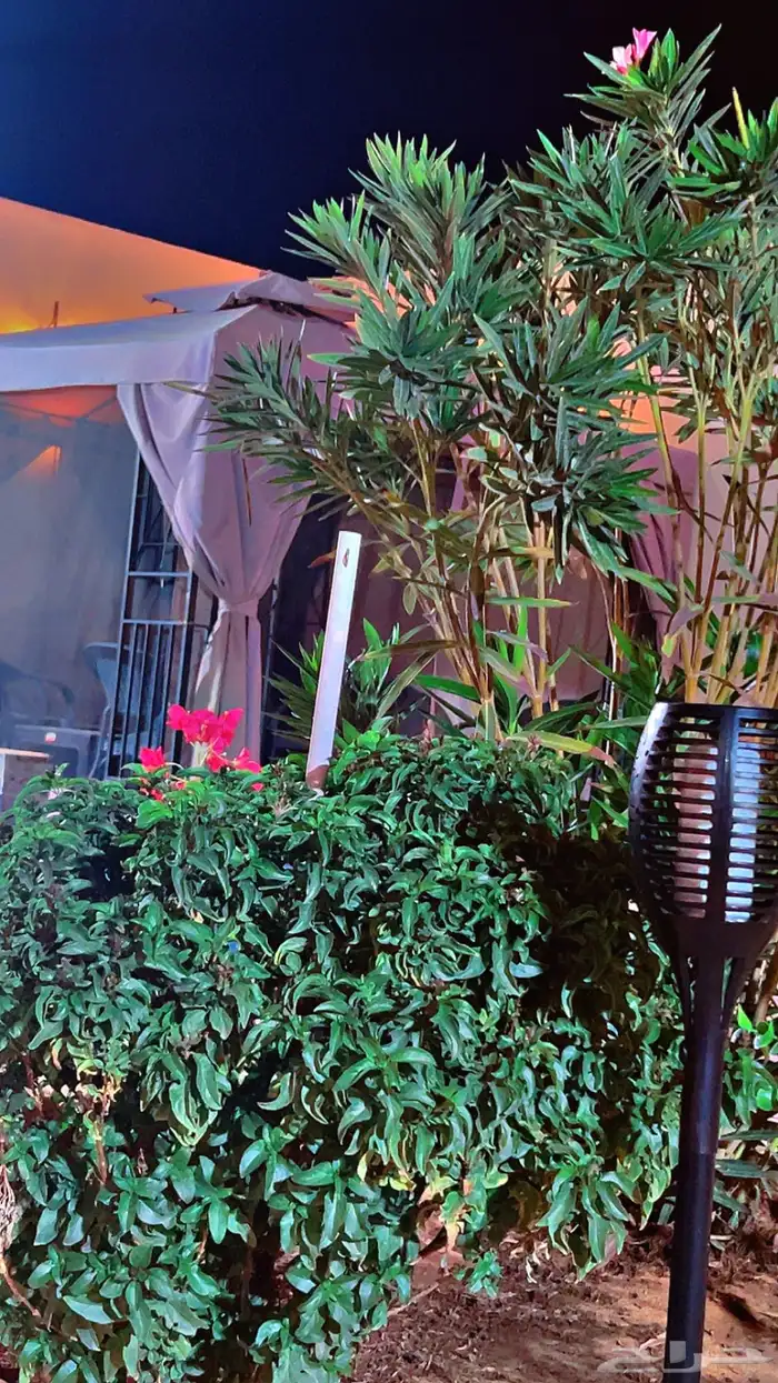 شاليه استراحه للايجار 58