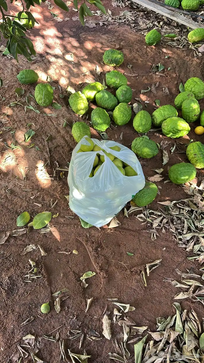 يوجد ليمون حالي و ترنج سكاكا مع توصيل 0