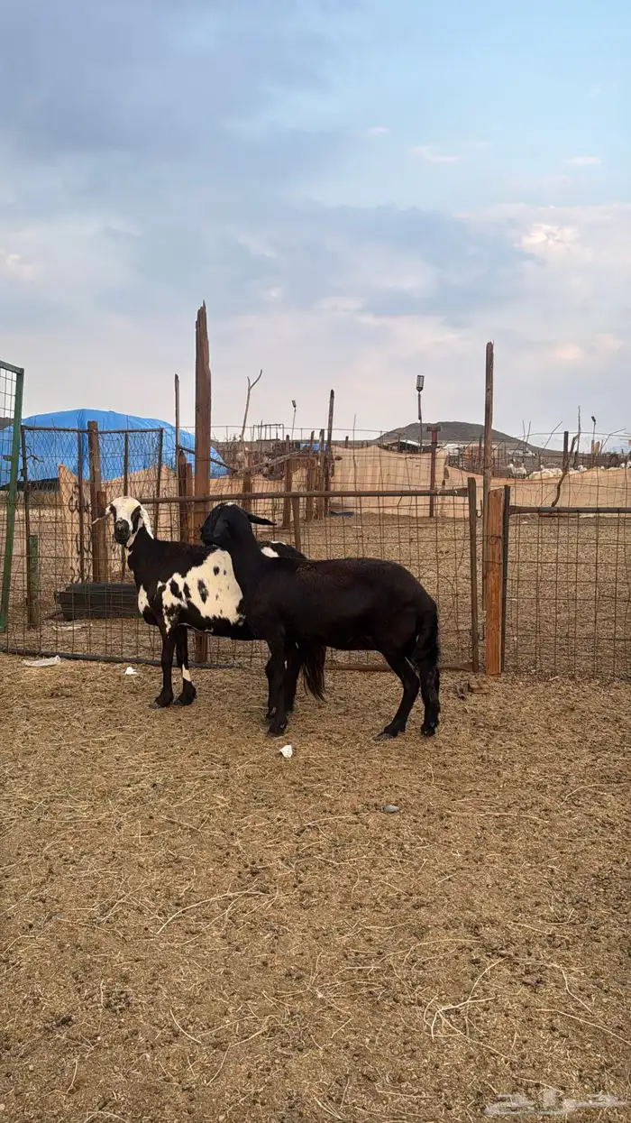 للبيع 2 سواكن دفيع 3