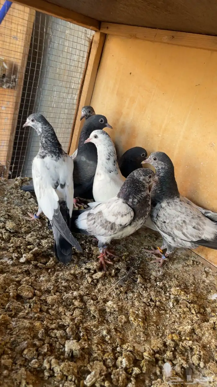 طبات باكستاني 1