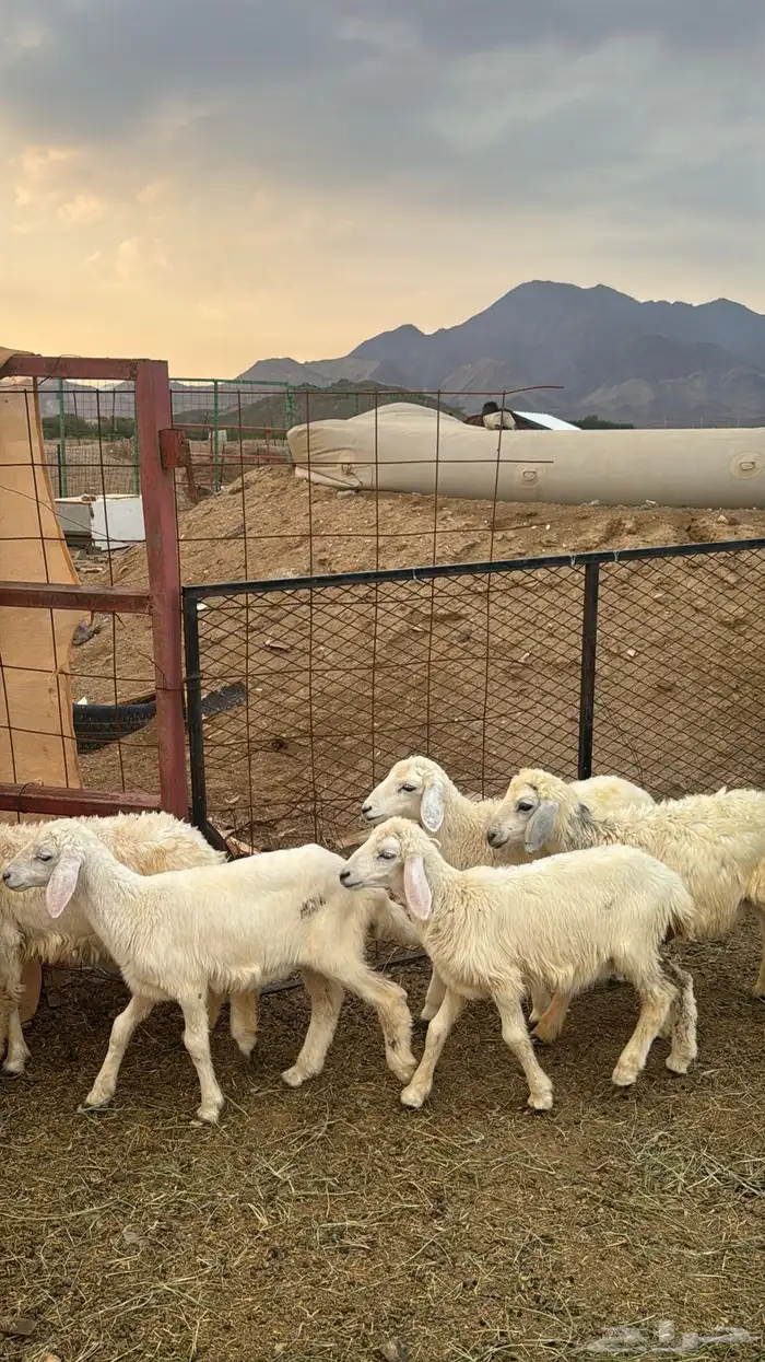 للبيع بهم حريات 9 روس ترييه من 720ريال 3