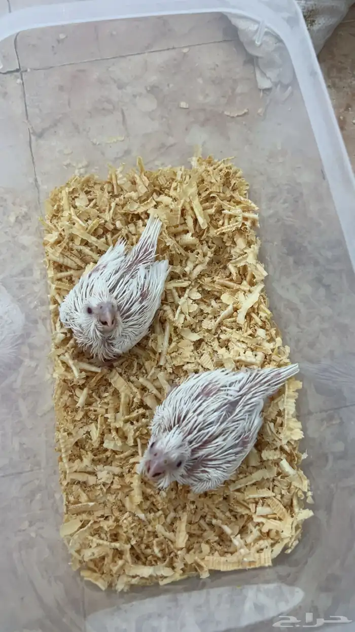 فروخ كنيور وكروان تقبل الغر ومشروطه وحجم 5