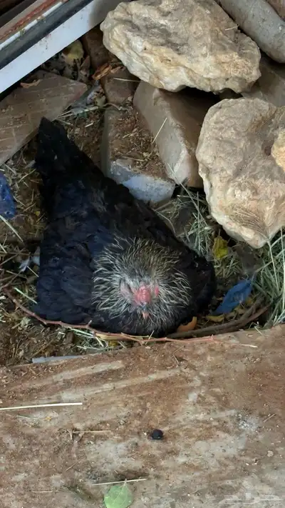 حيوانات index