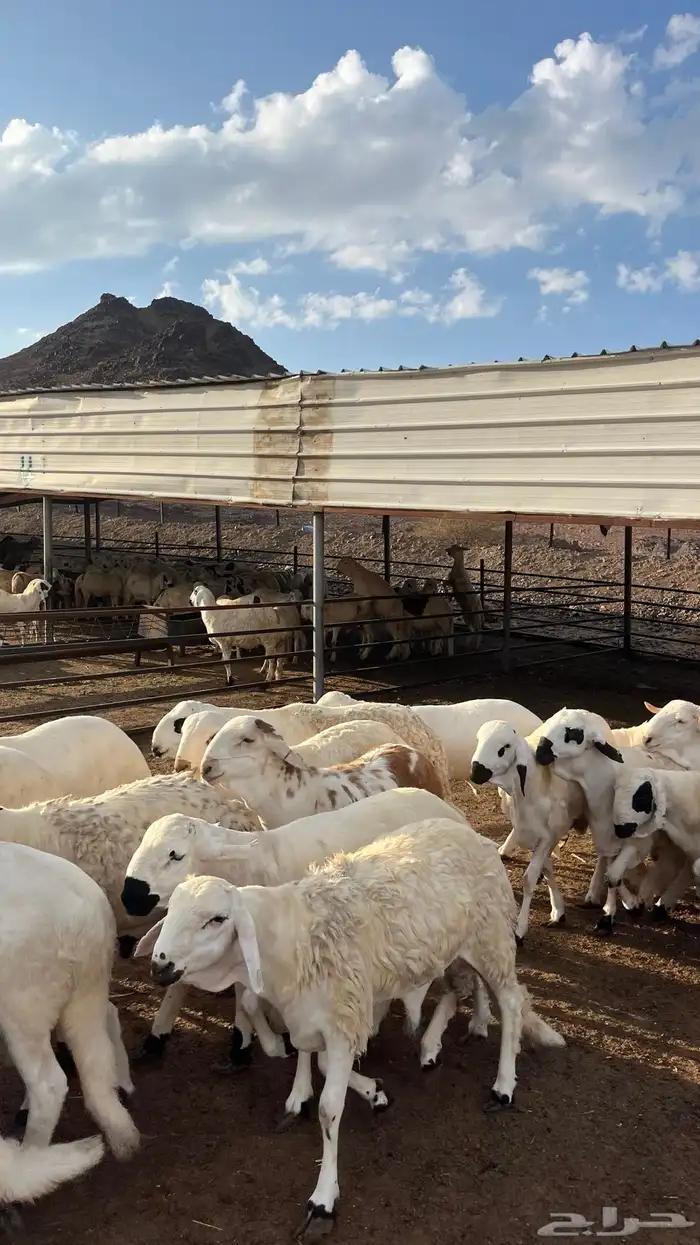 طليان سواكن جادعان شبيه الحري 22