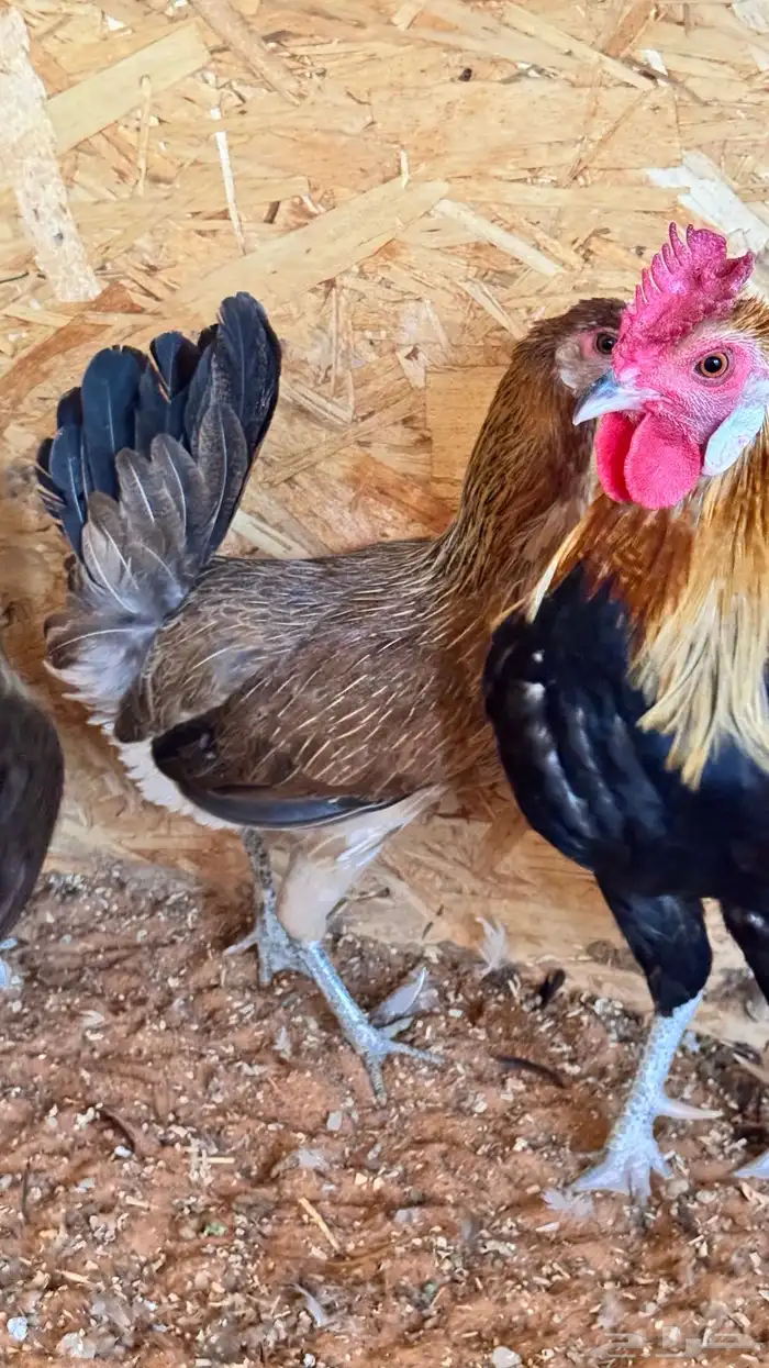 دجاج عربي ترثه اصيل فري 44