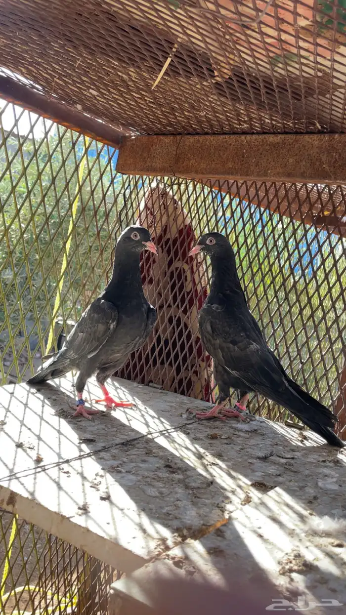 طبات باكستاني 3