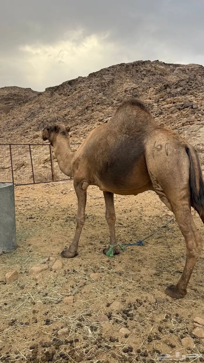 فحل احمر ساحلي 0