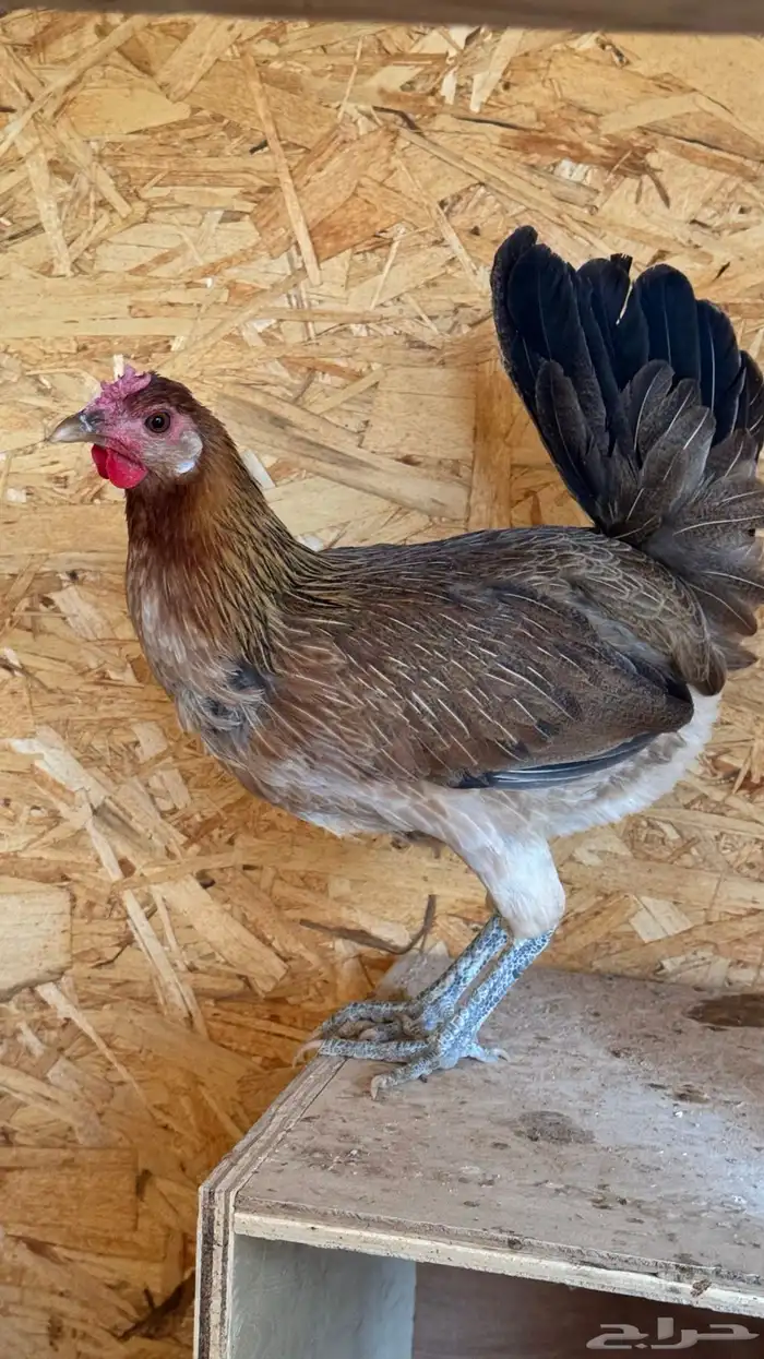 دجاج عربي ترثه اصيل فري 76