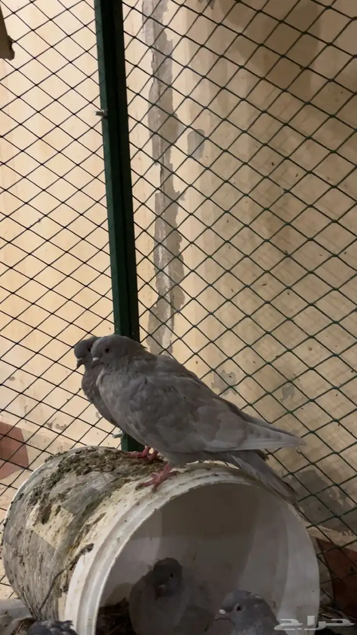 حمام غير معروف بس انا الي اشوف حمام قلابي ي لوت ي قلاب 3