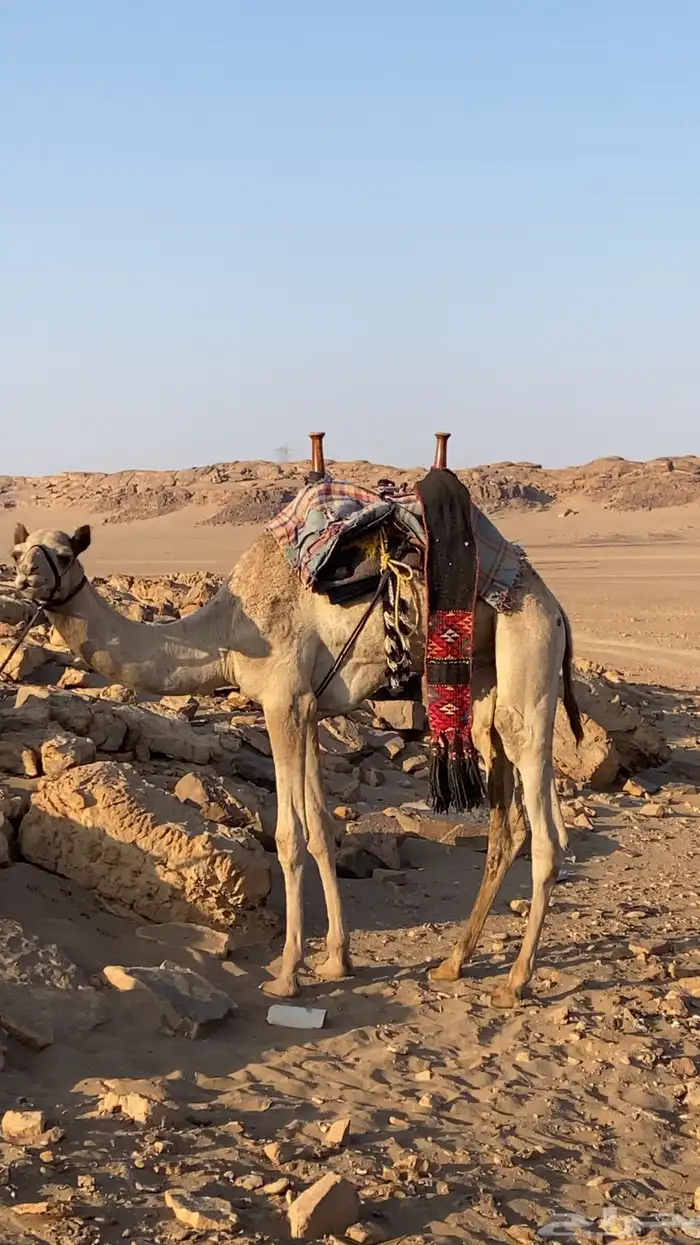 قعود للبيع 0