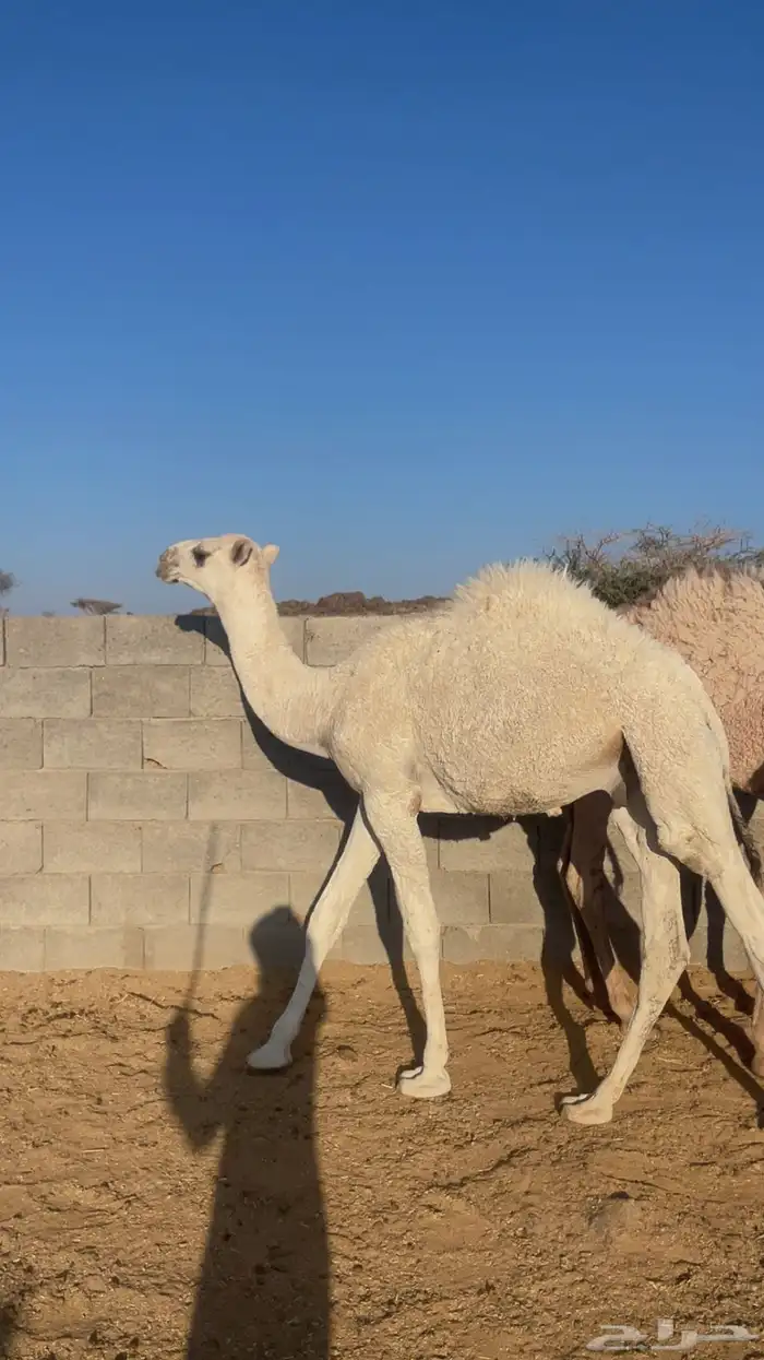 قعود لباني على الحليب ( تم البيع) 0