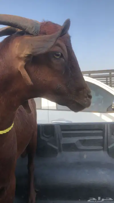 تيس ادهم فحل  (ثني) index