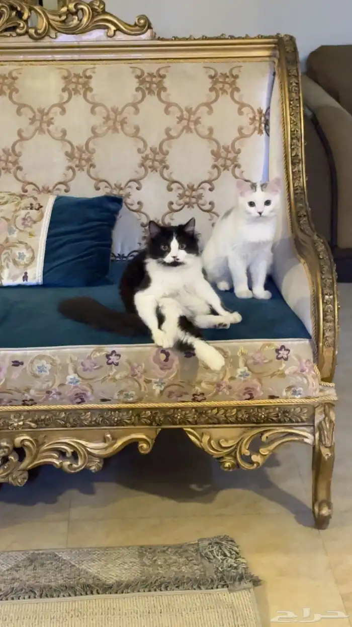 قطط للتبني 5