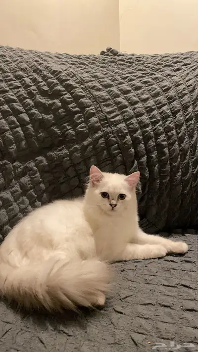 كيتن اثنى شيرازي index