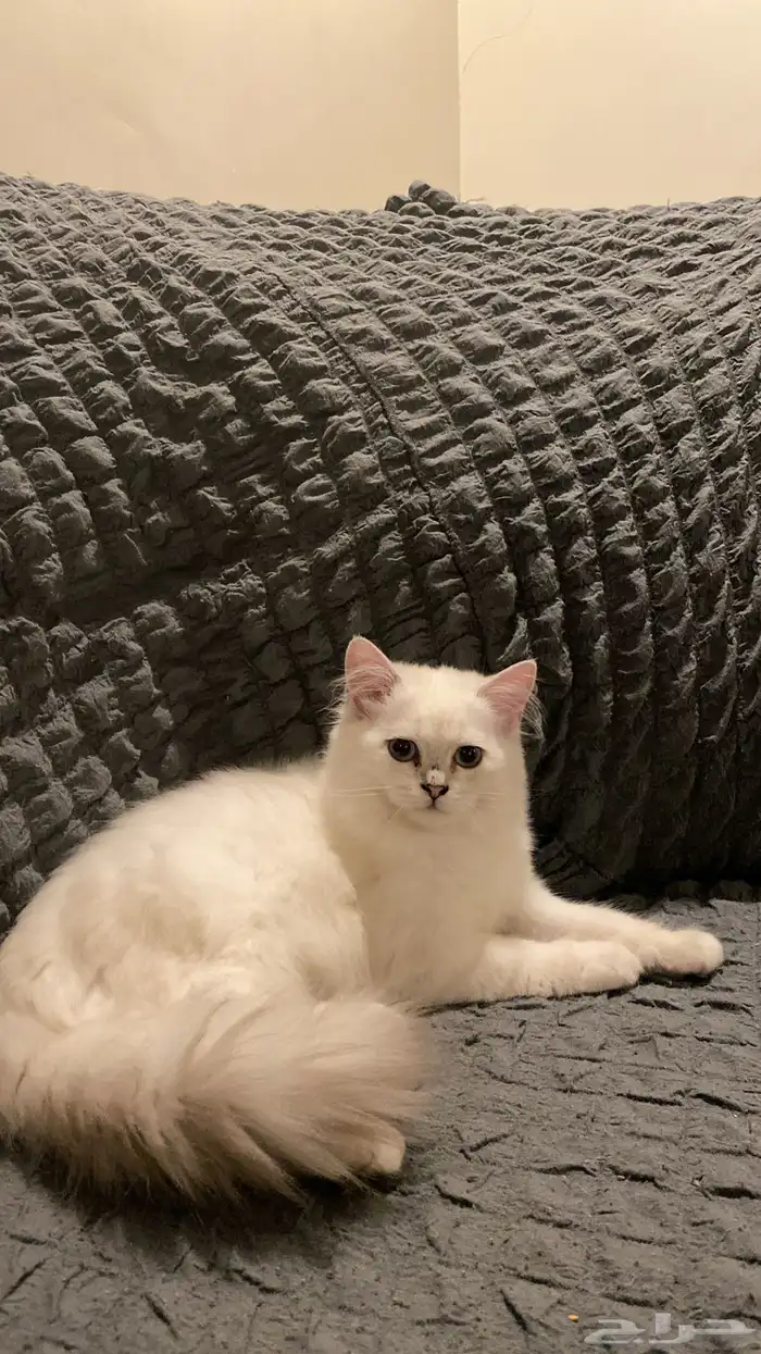 كيتن اثنى شيرازي 1