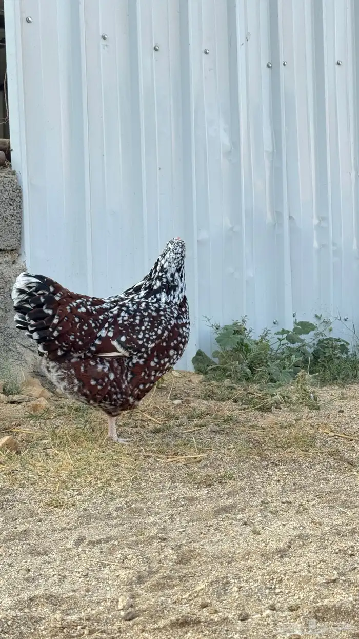 دجاج سوساكس 6