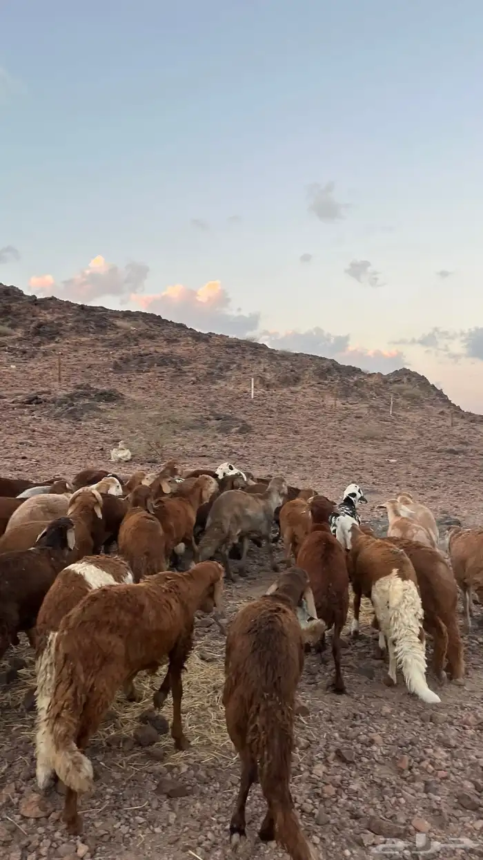 طليان سواكن حمري جادعان مرابى شرط مناسبات زواجات 11