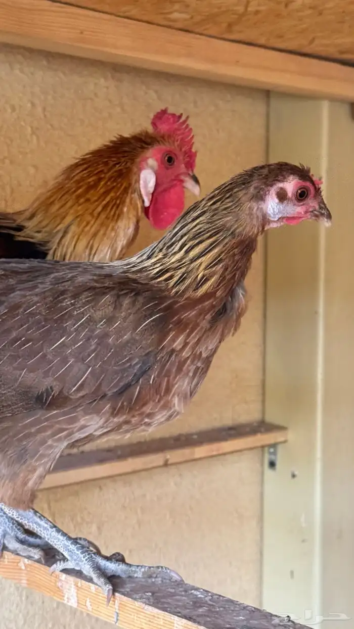 دجاج عربي ترثه اصيل فري 70