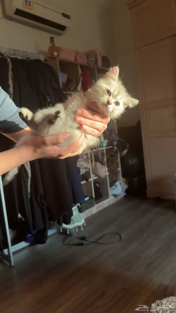 قط سكوتش فولد للبيع 400 ريال 2