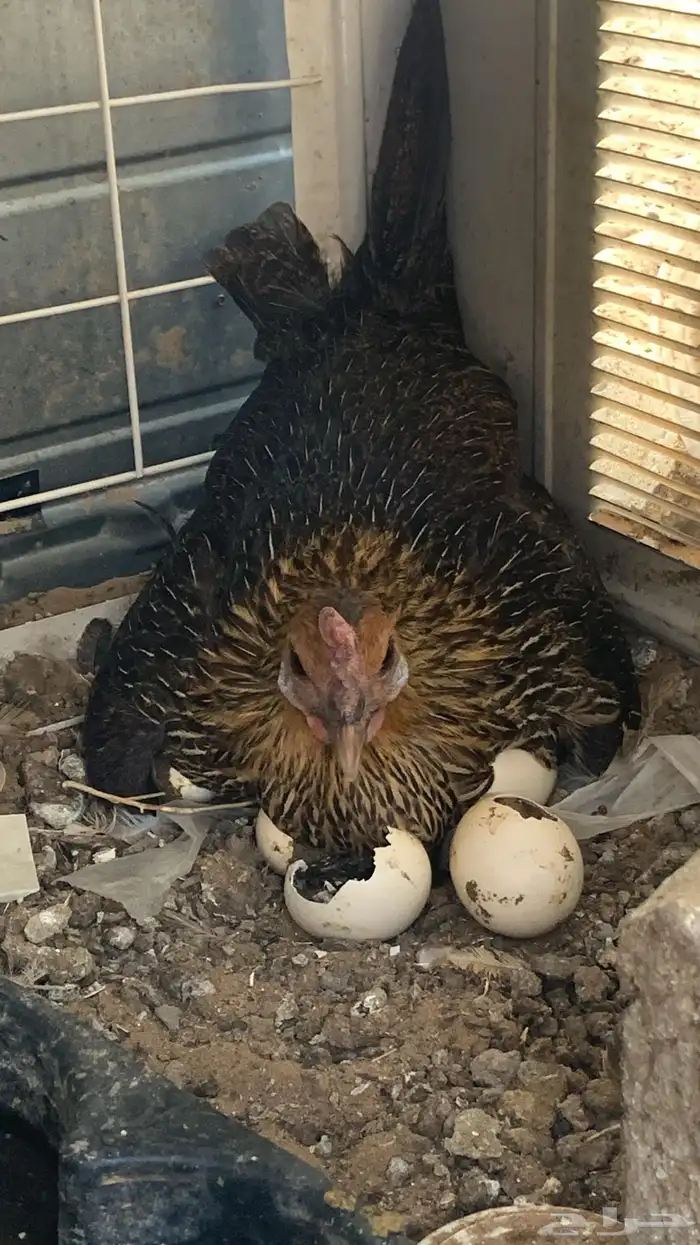 دجاج اناثي بلدي حضان شرط 2