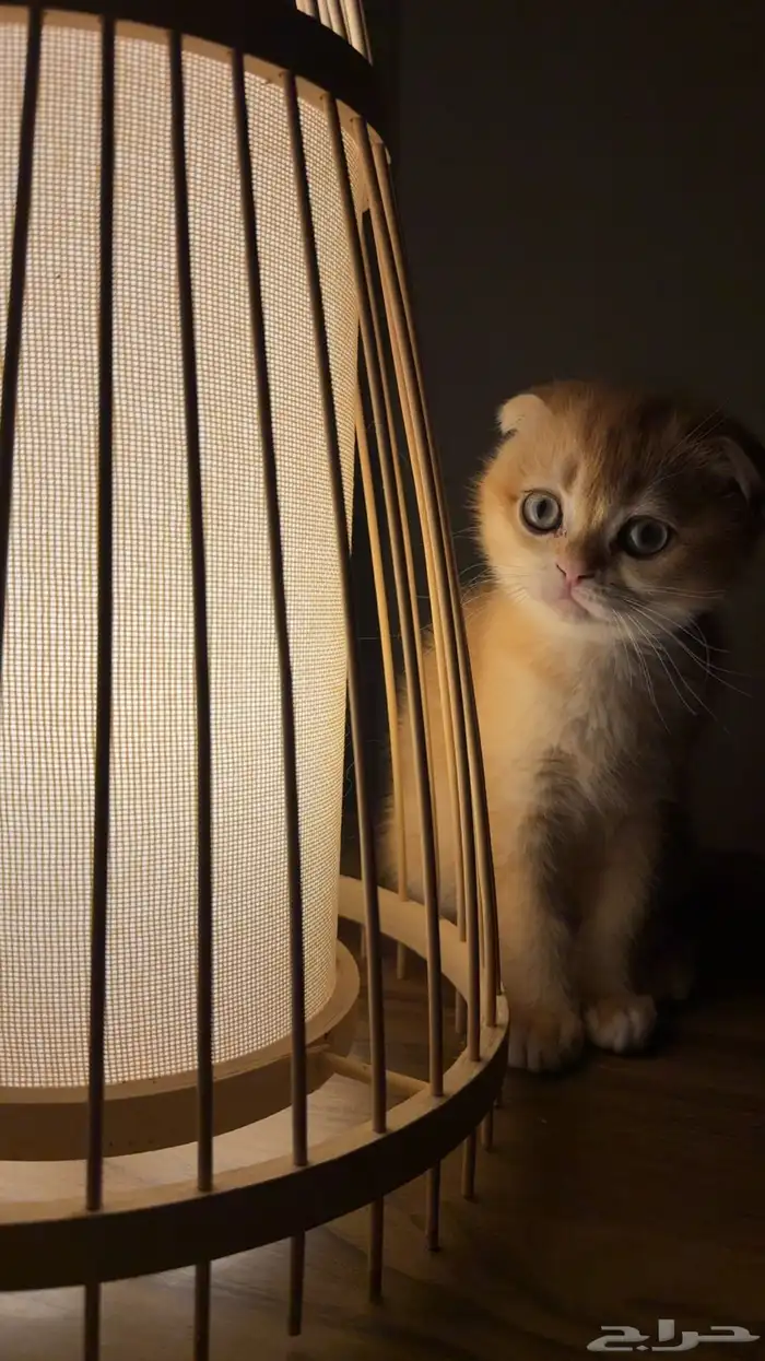 سكوتش فولد ny12 ( متوفر تابي ) 1