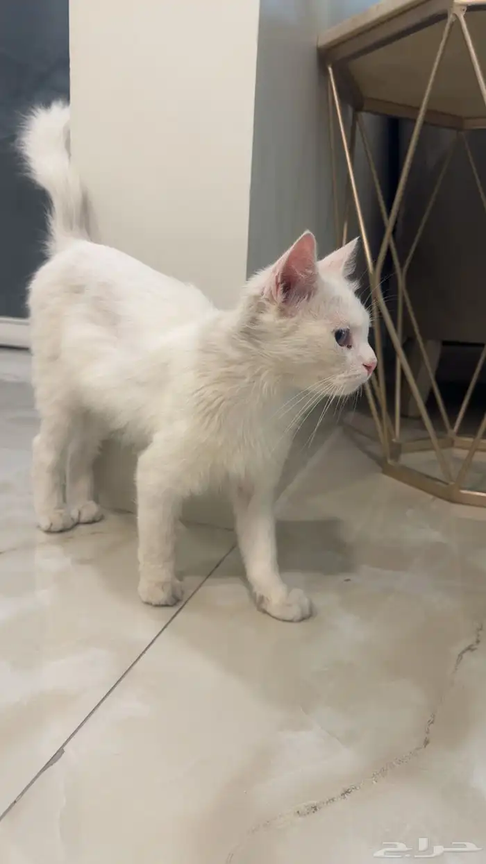 قط شيرازي ذكر 6 شهور 0