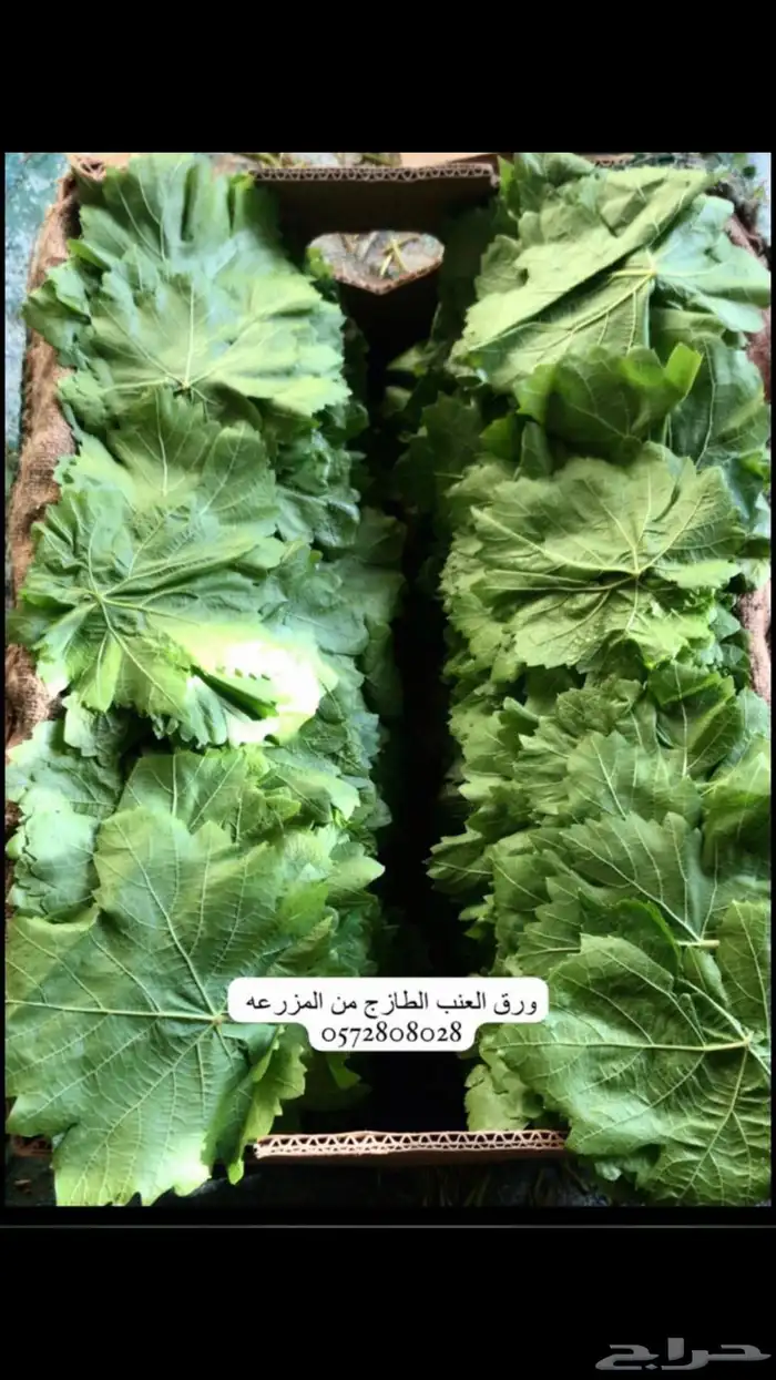 ورق عنب 3