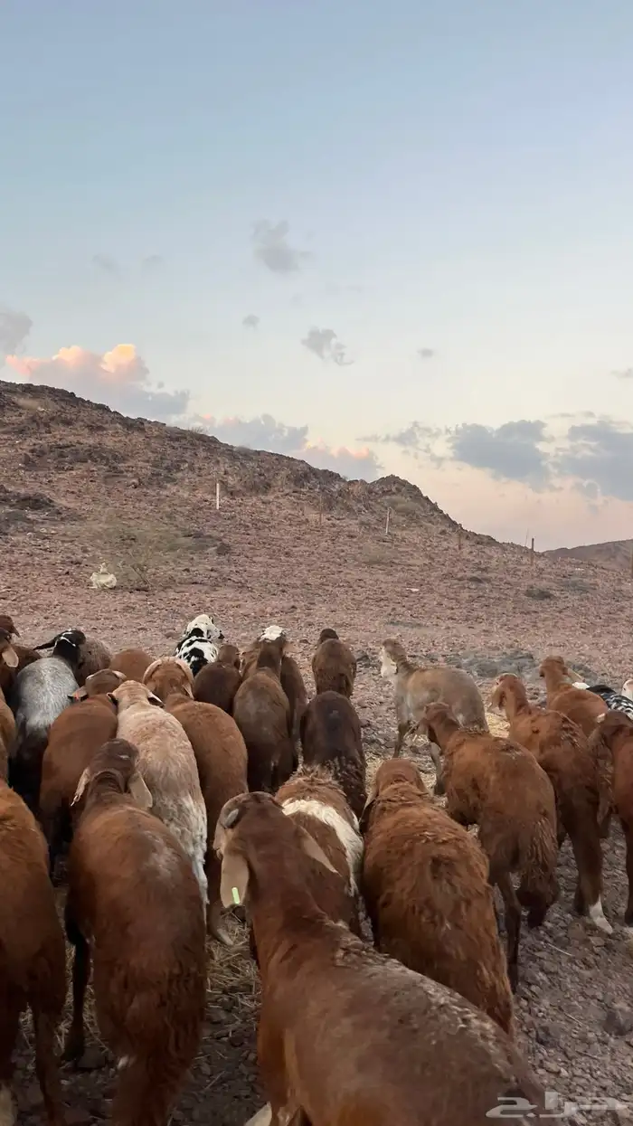 طليان سواكن حمري جادعان مرابى شرط مناسبات زواجات 15