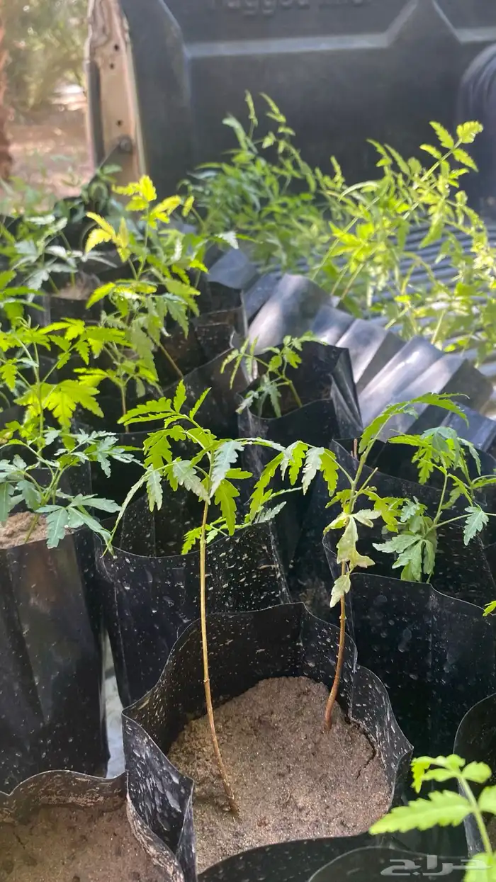 شتلات نيم بلدي 0