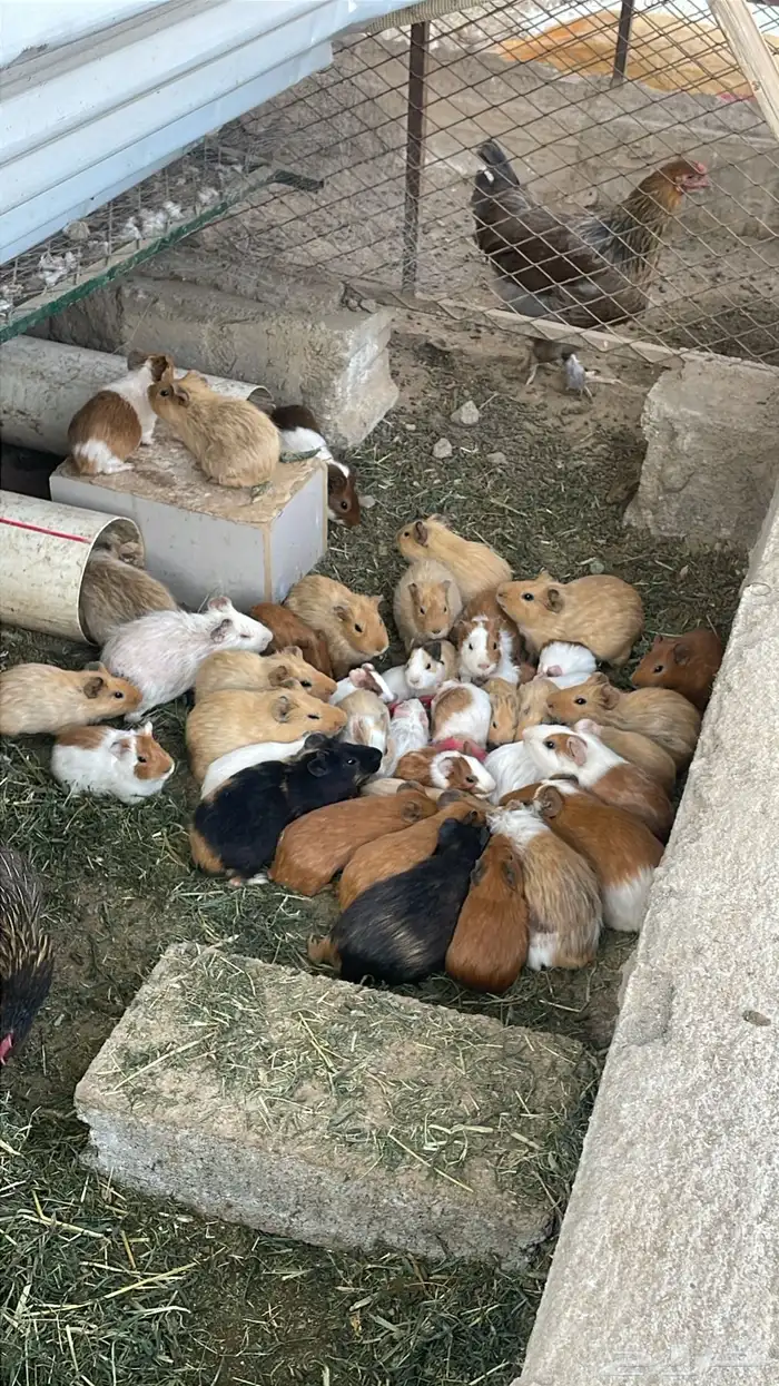 وبران بلدي 0