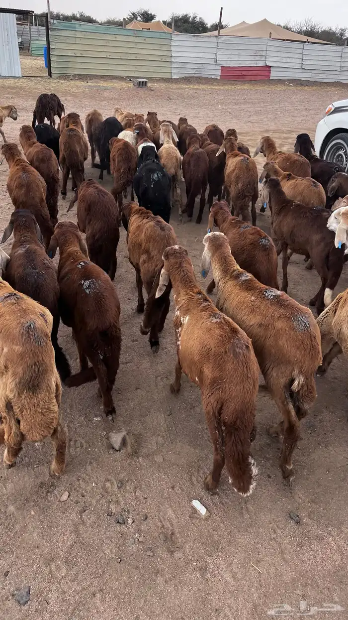 طليان سواكن حمري 0