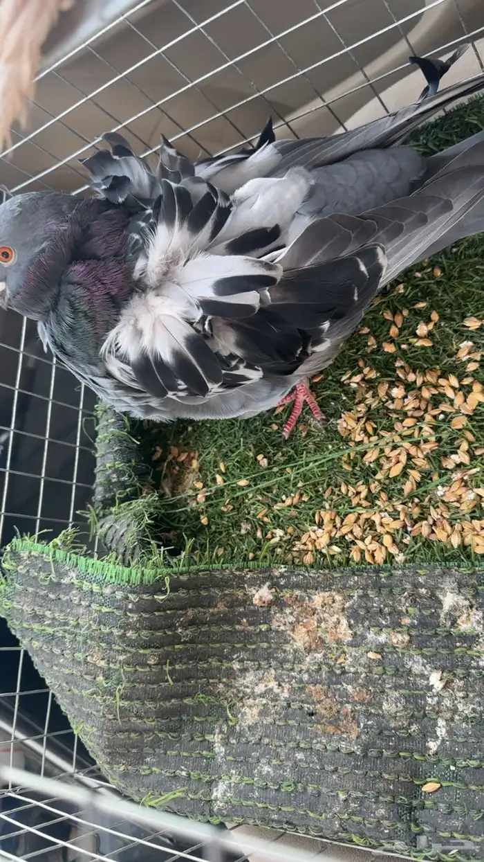 حمام كشكشي 4