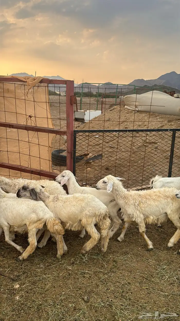 للبيع بهم حريات 9 روس ترييه من 720ريال 6