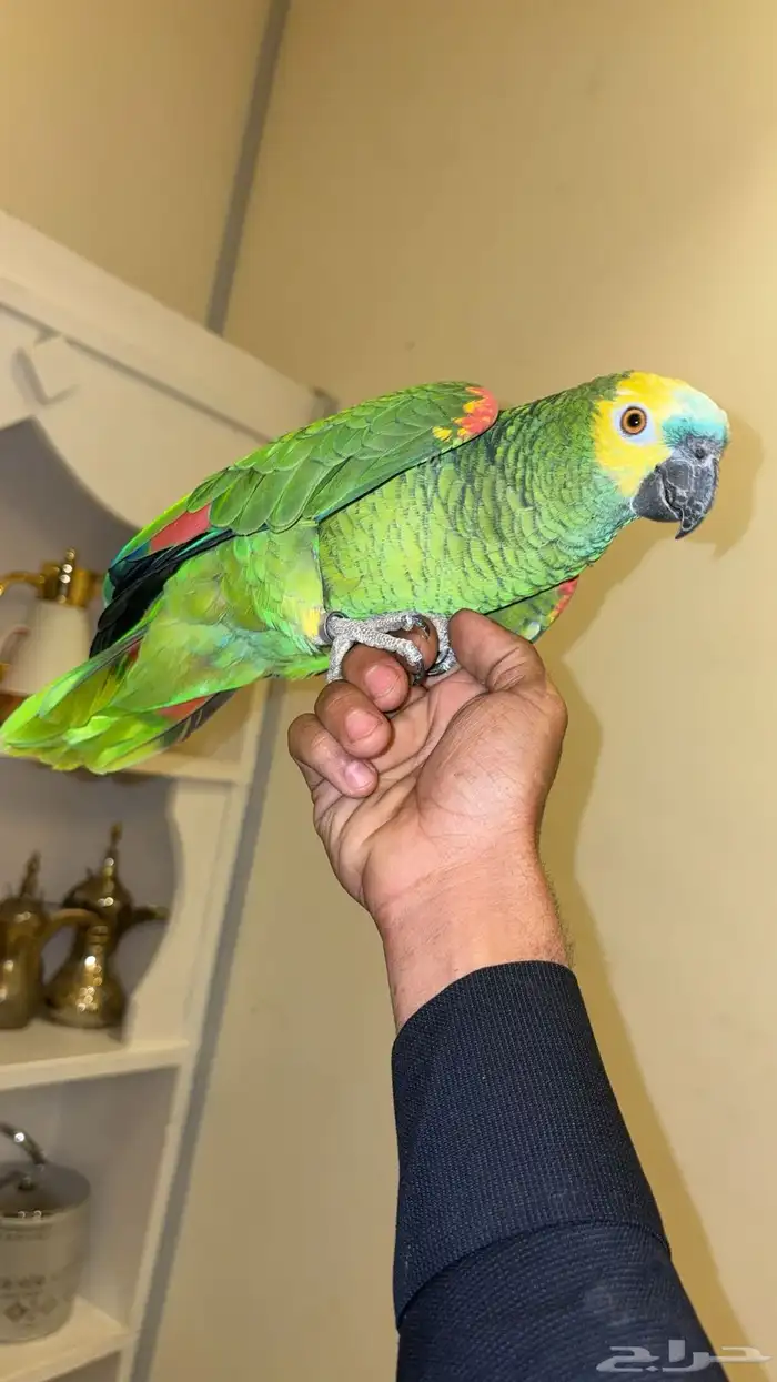 امزوني فرنتد اليف هدد.مع راعيه بكج كامل في الوجه 0