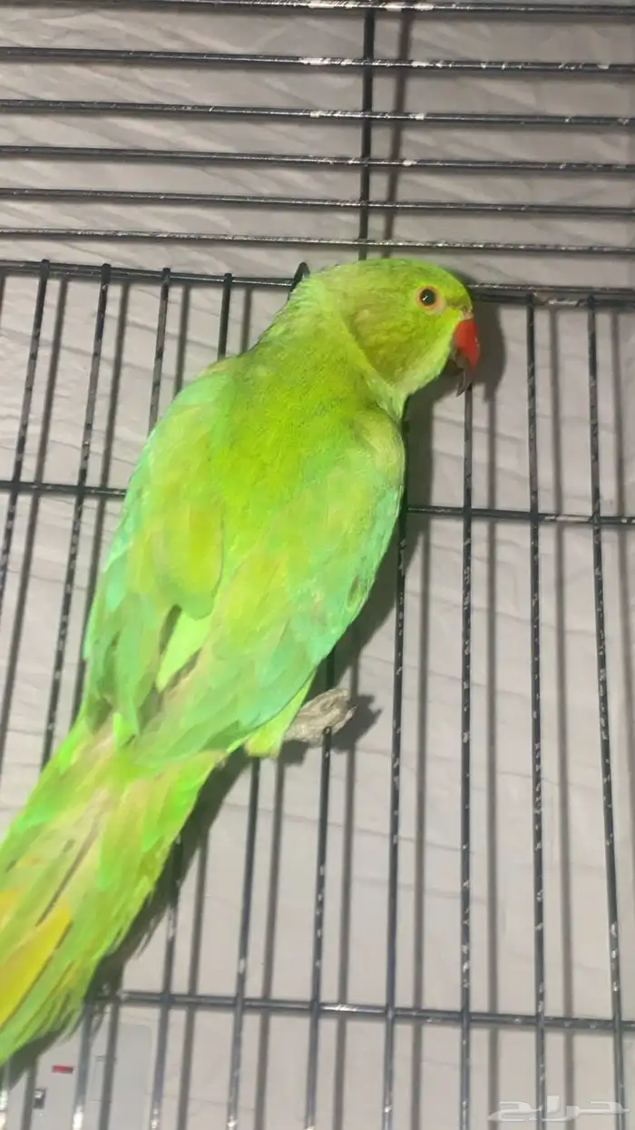 بغبغاء ذرة هندي 1