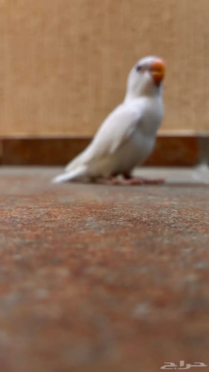 يا جماعة الخير انا عندي طير مفقود في حي الياسمين 2