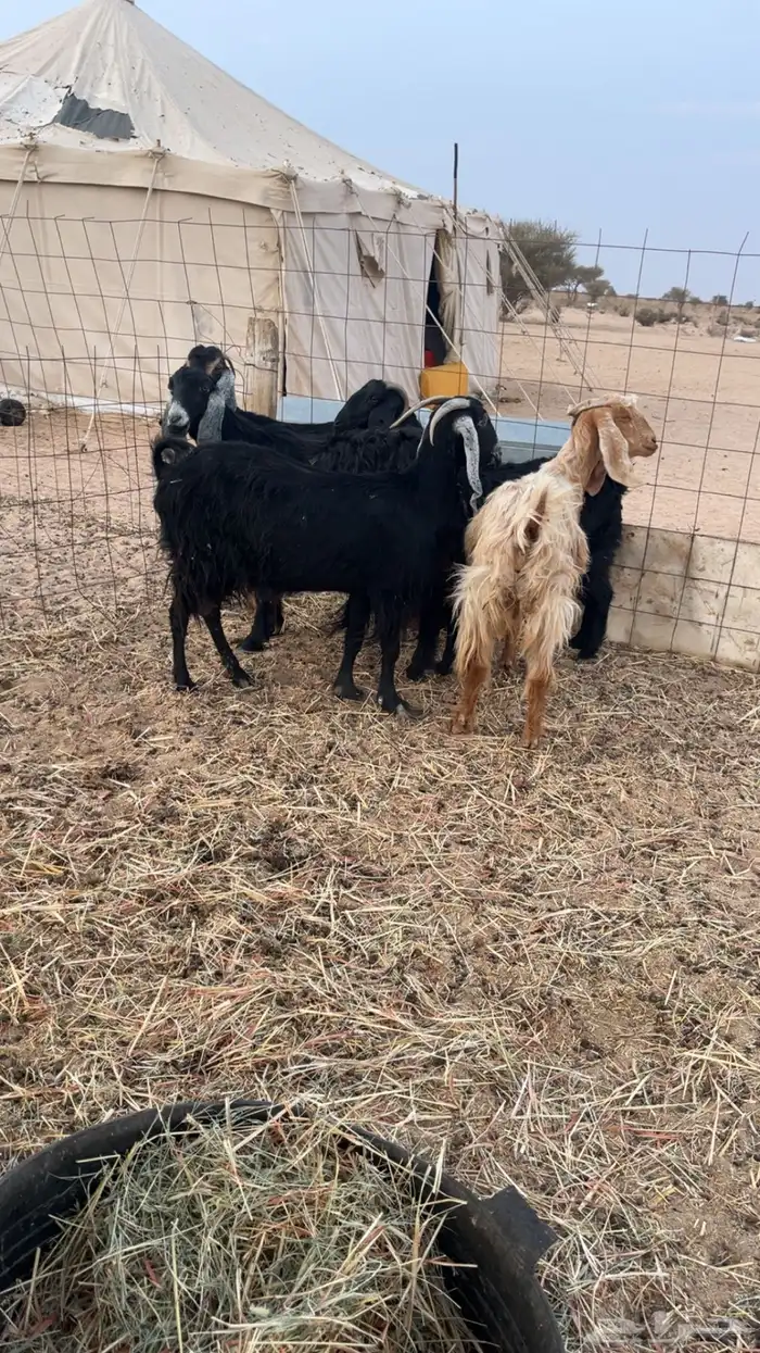 معزا عوراض حريه 5 2