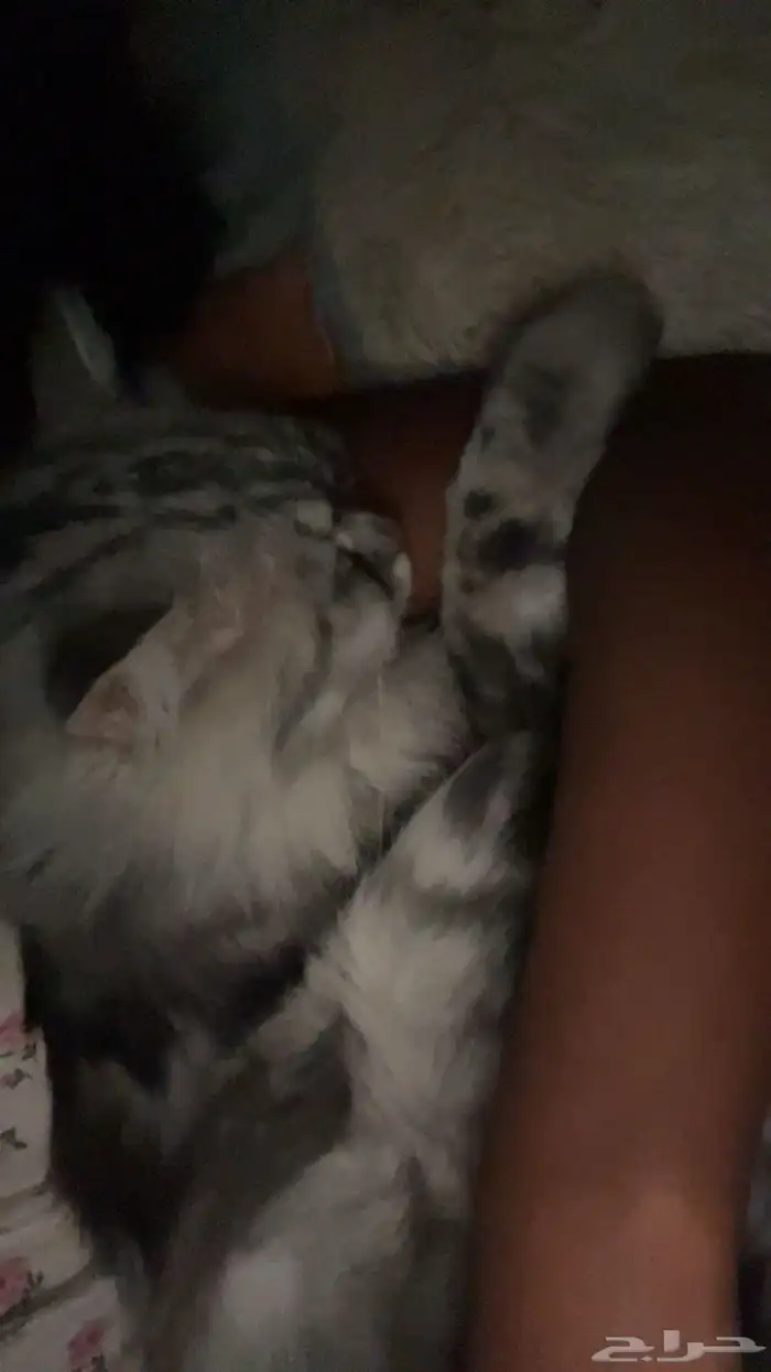 قط ذكر للتزاوج 1