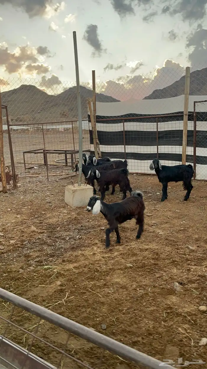 جفار (تم البيع ) 6