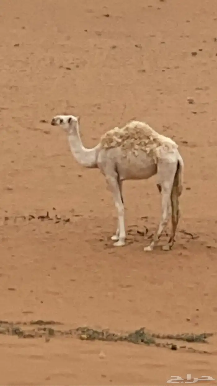 بكره مفروده 0