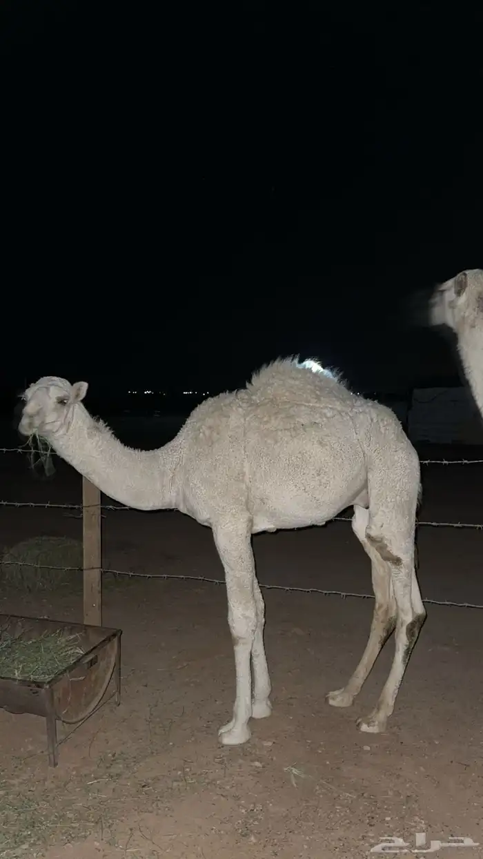 قعدان للبيع جمله او تفريد 7